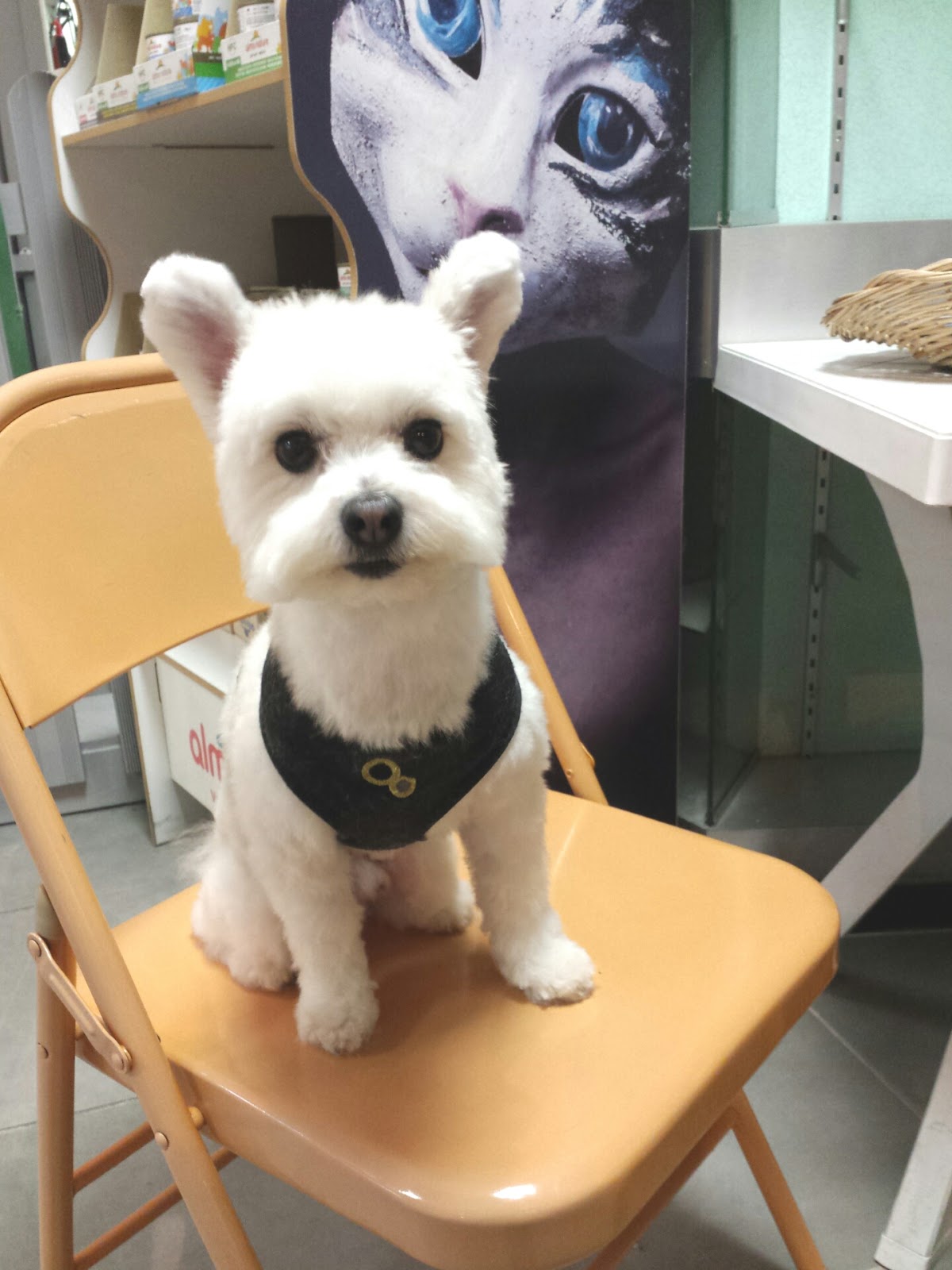 TOILETTAGE DOG FORM'