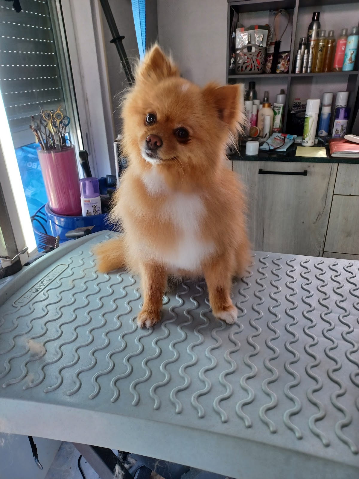 Au Bonheur des Chiens et Cie