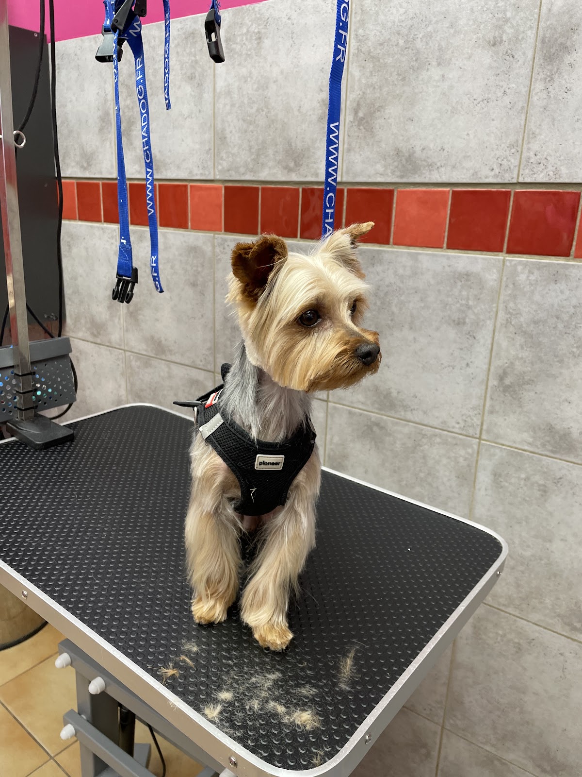 Toilettage CHIEN CHIC