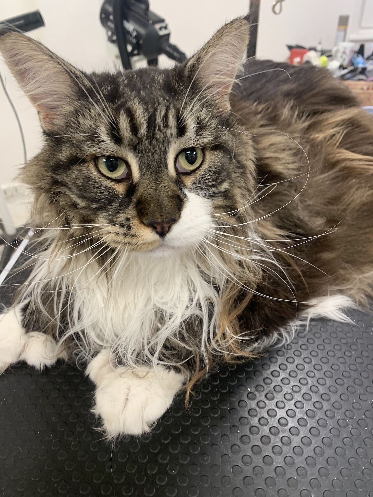 Mister Toilettage