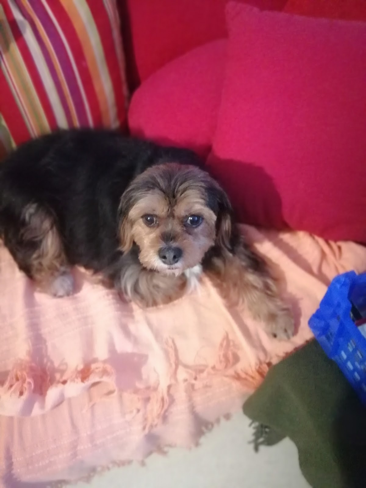 Le Chien Beaute