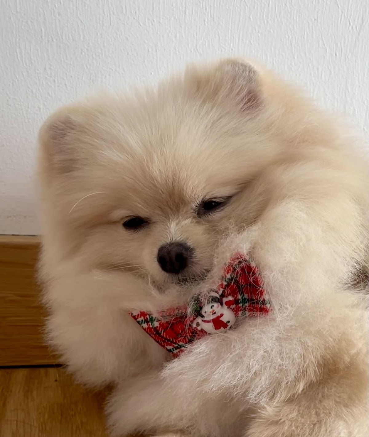 Star Dog
