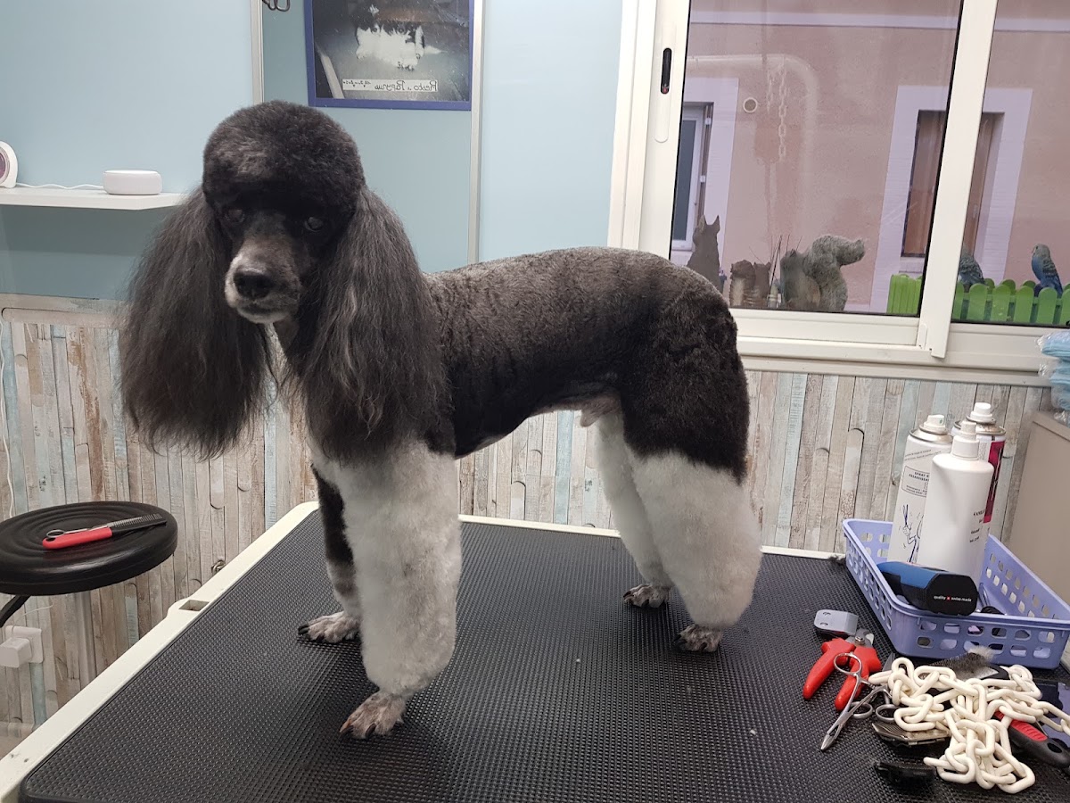 Au Royaume du chien