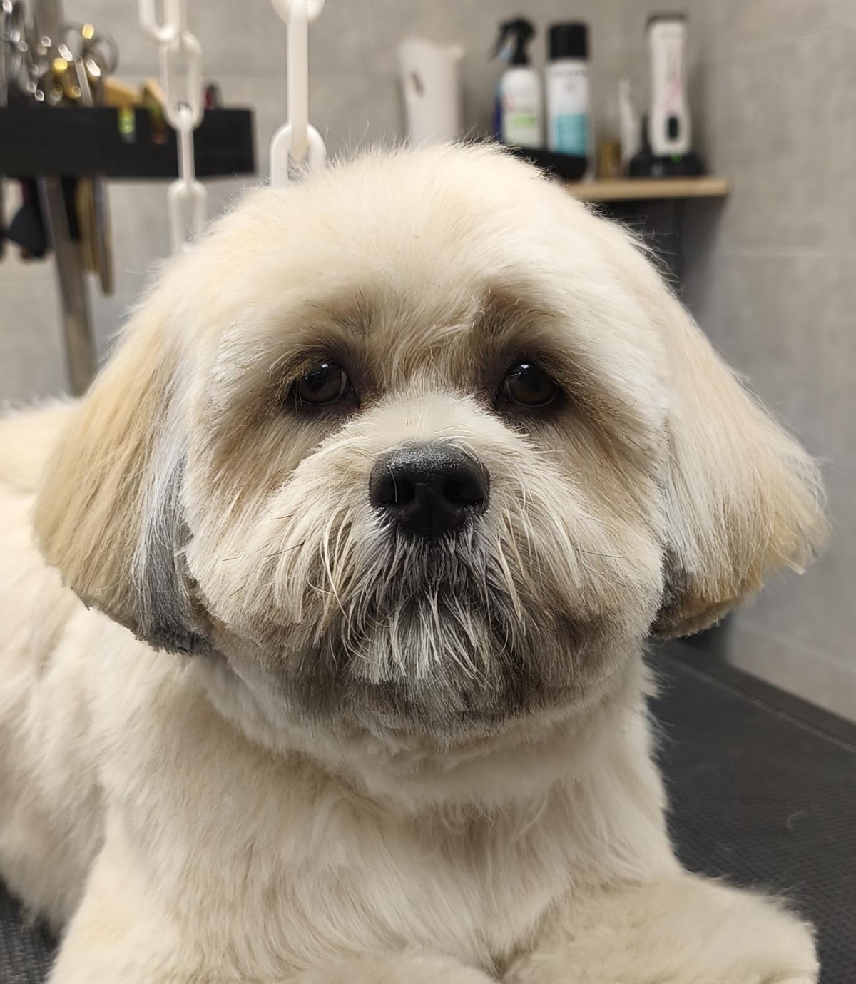 Barber Dog By Sonia