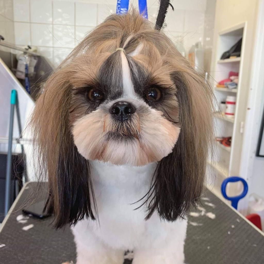 Toilettage Canin Youpi Dog