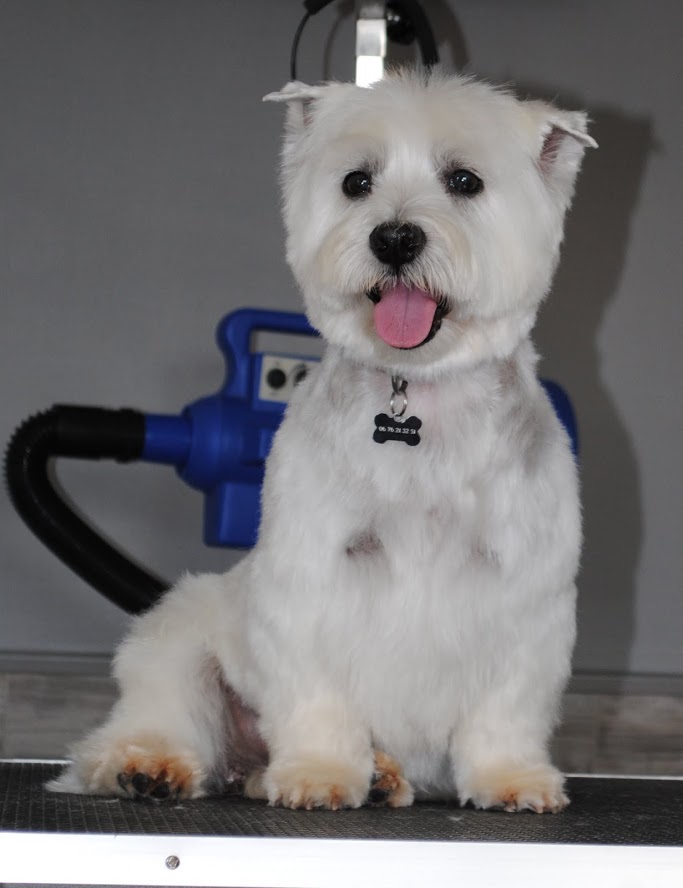L'Espace Canin