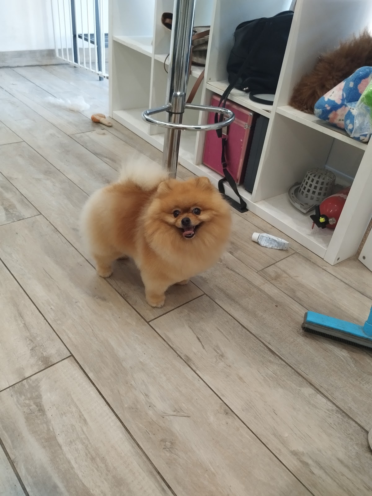 Robin's dogs paradise