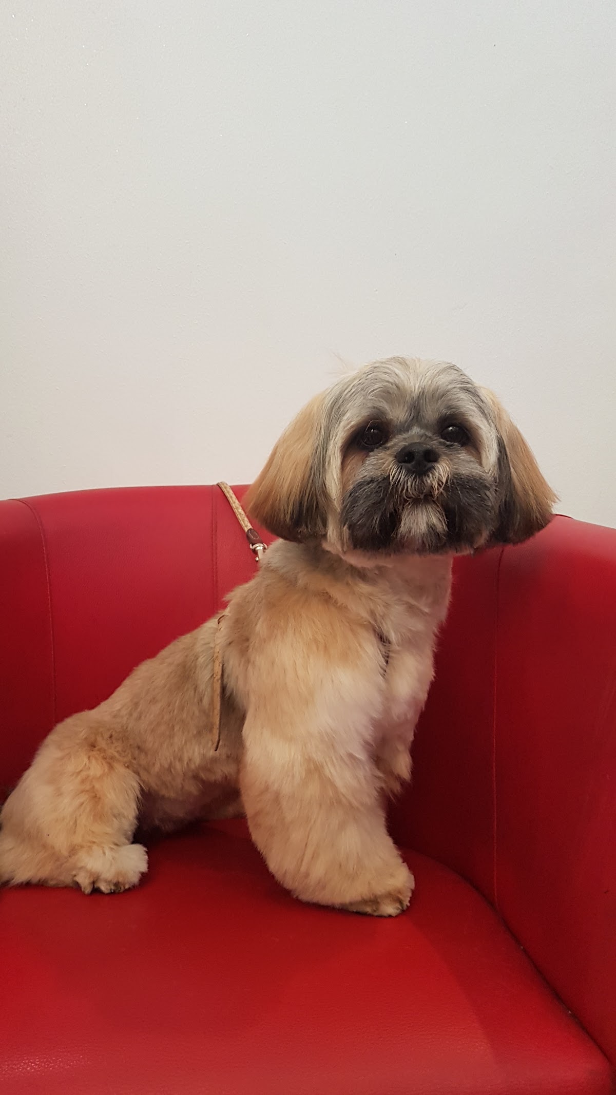 A Fleur De Chiens