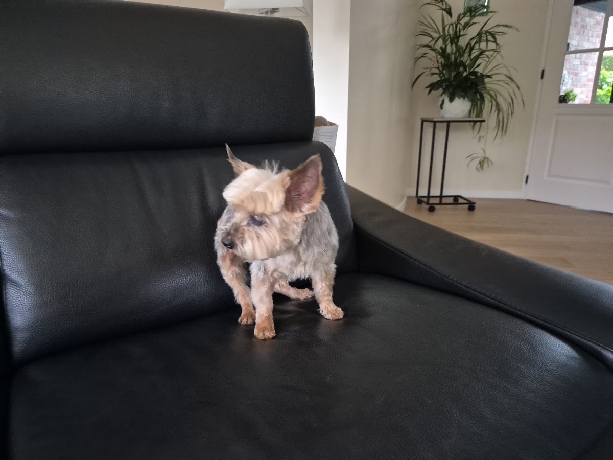 Dog Saloon