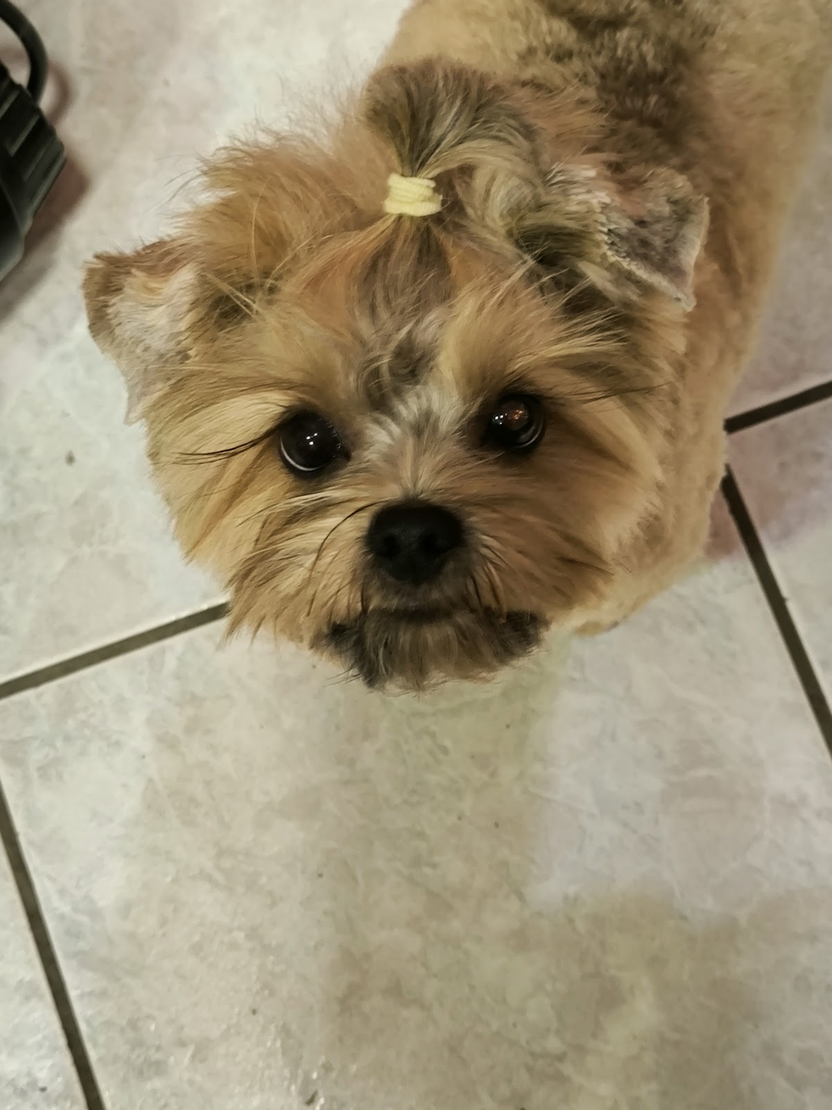 Styl Dog
