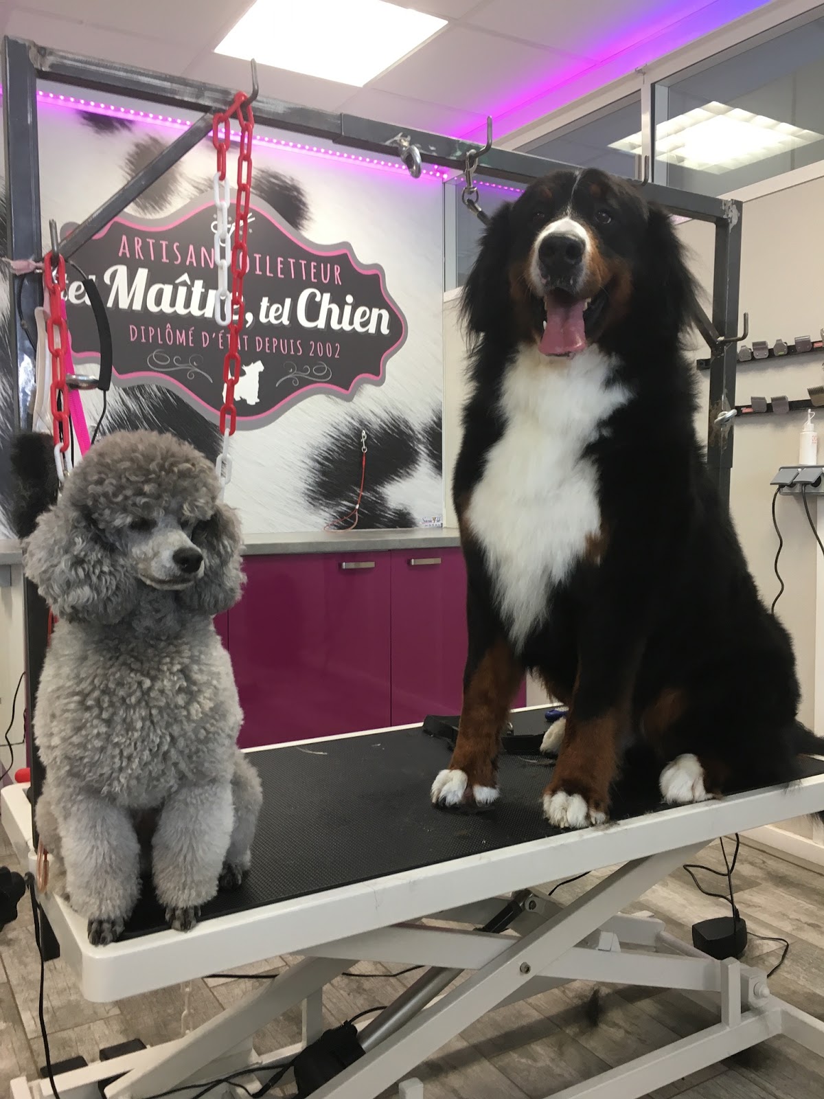 Tel Maître Tel chien XL