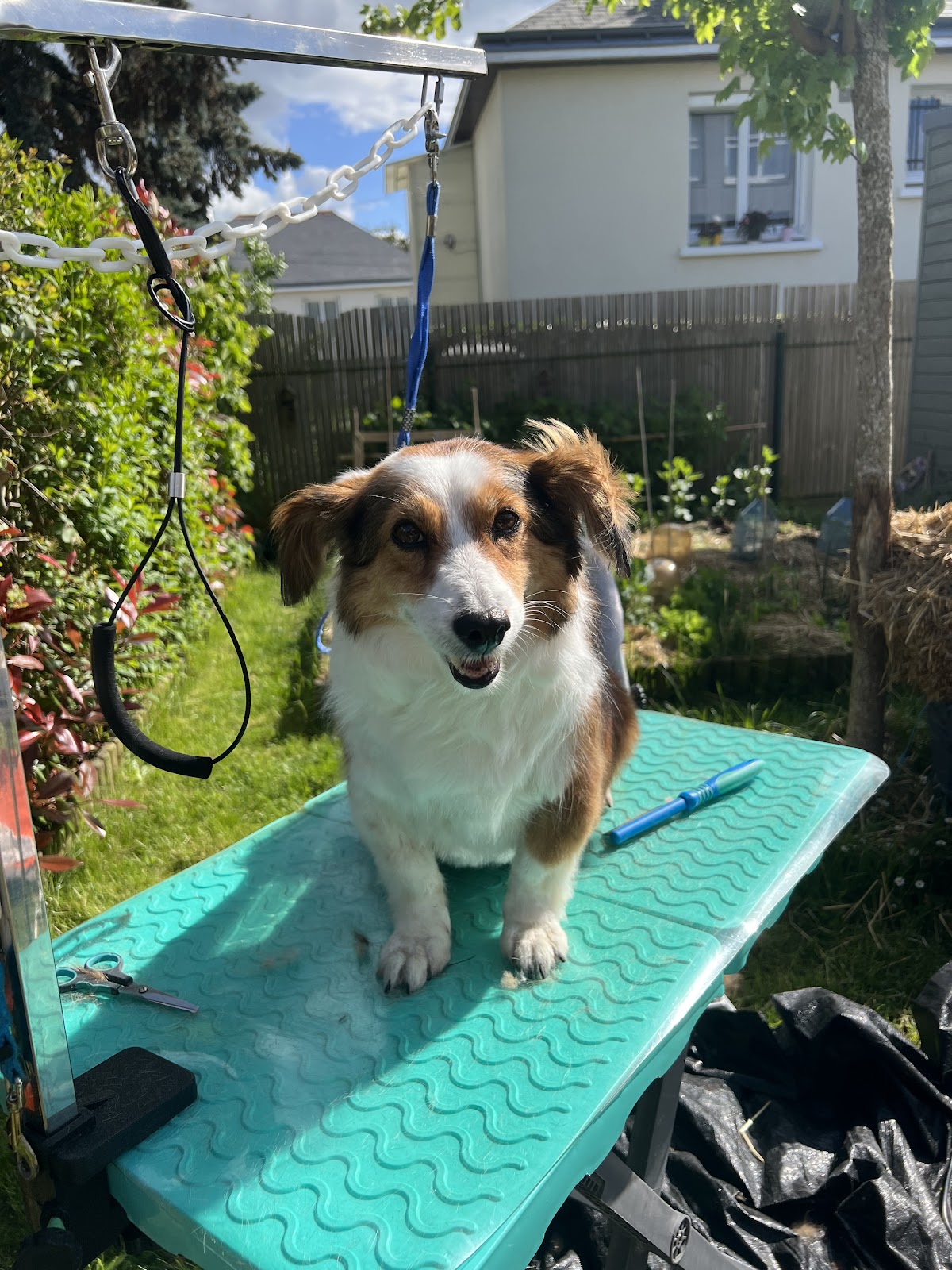 Aux Chats et Chiens Poilus