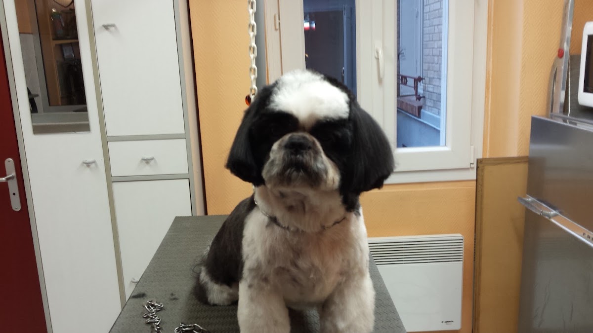 Au Caprice du Chien