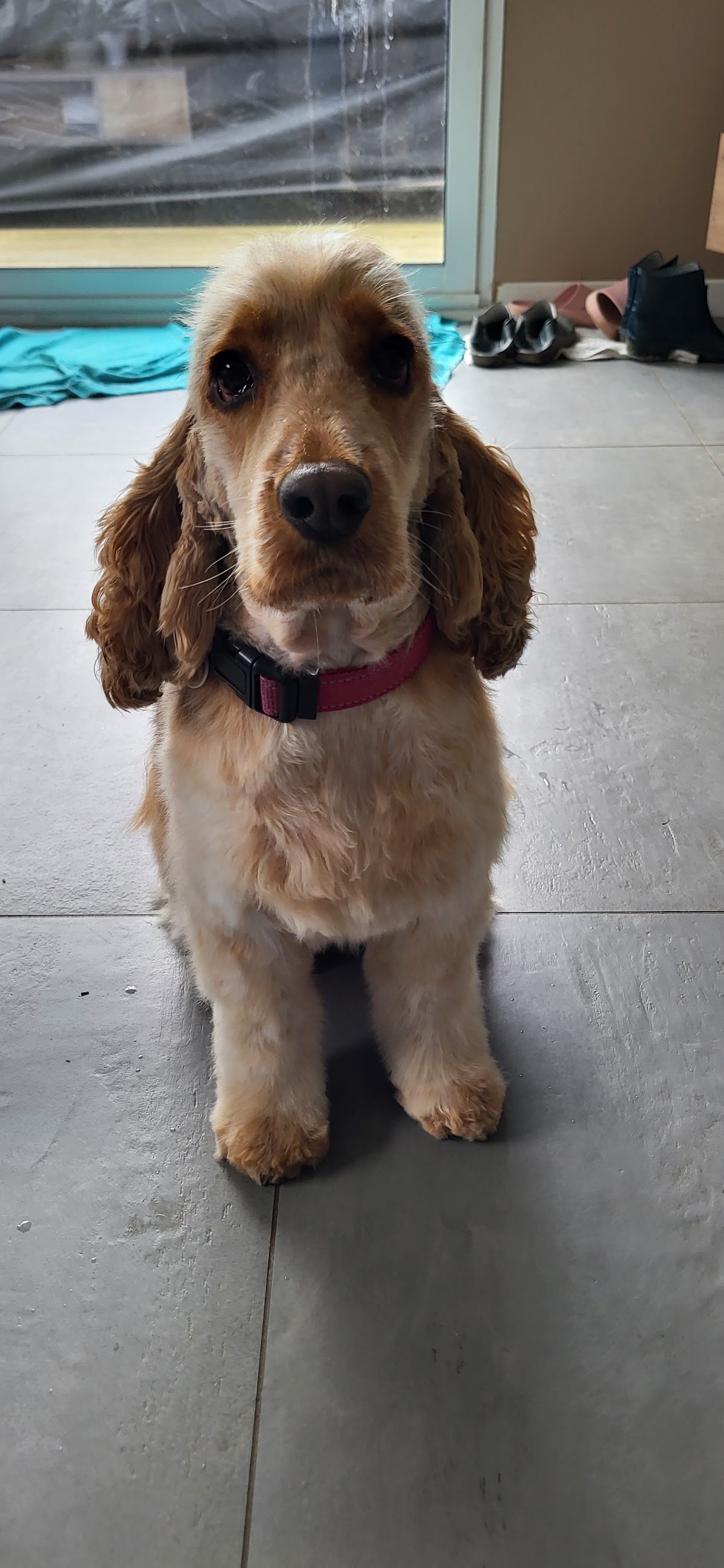 Happy Dog