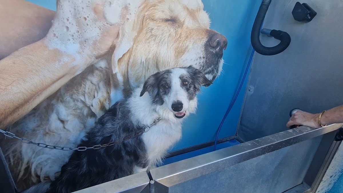 dogwash Montpellier