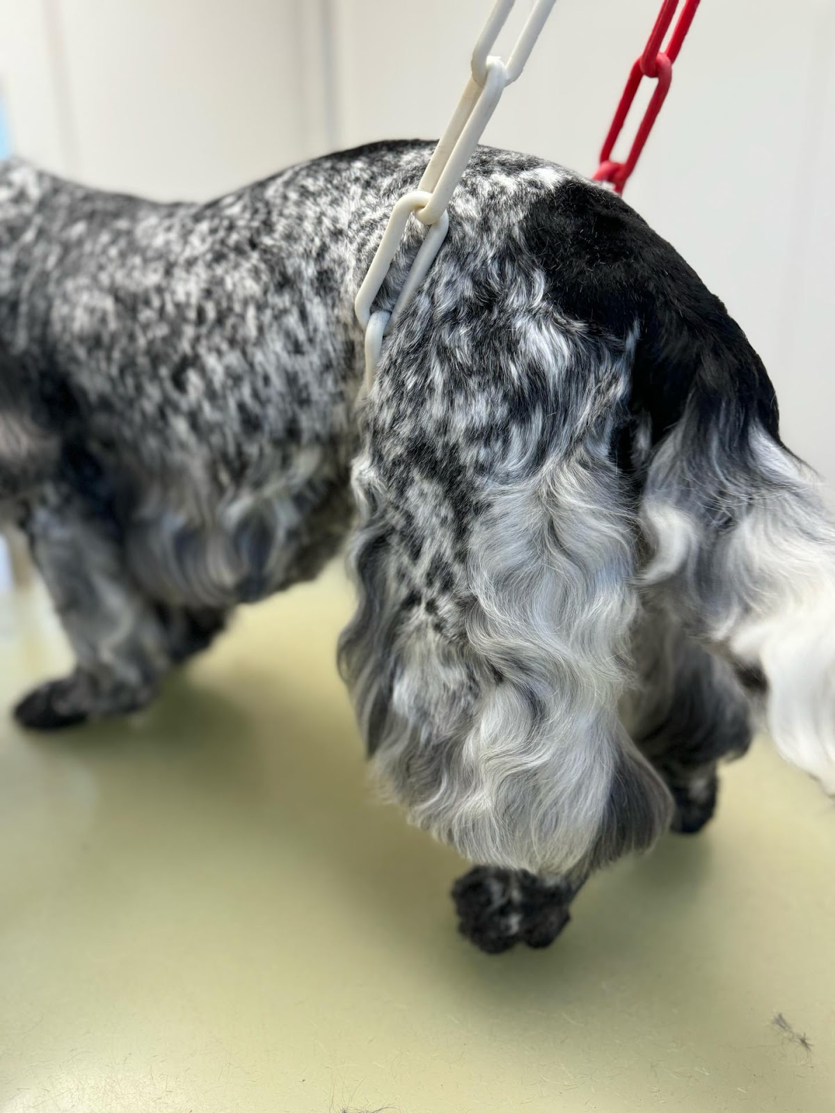Armelle Toiletteuse Chiens Et Chats