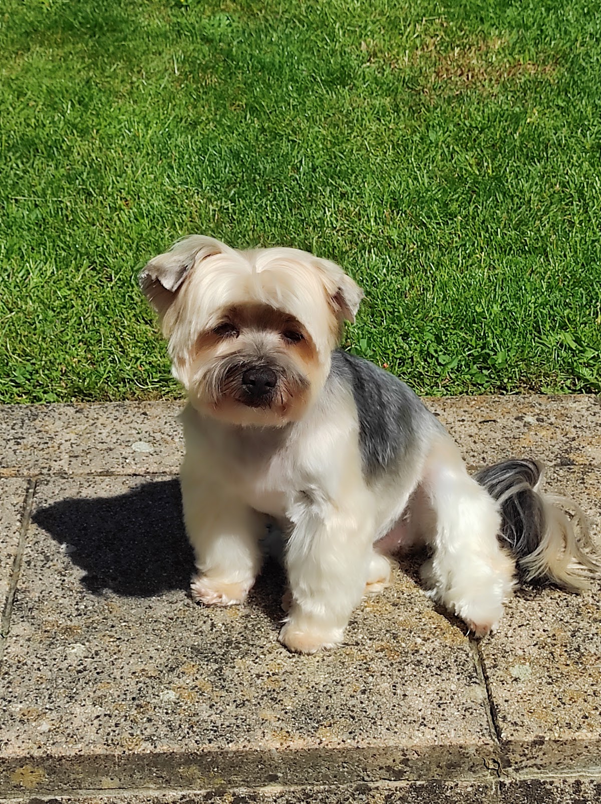 AU ROYAUME CANIN