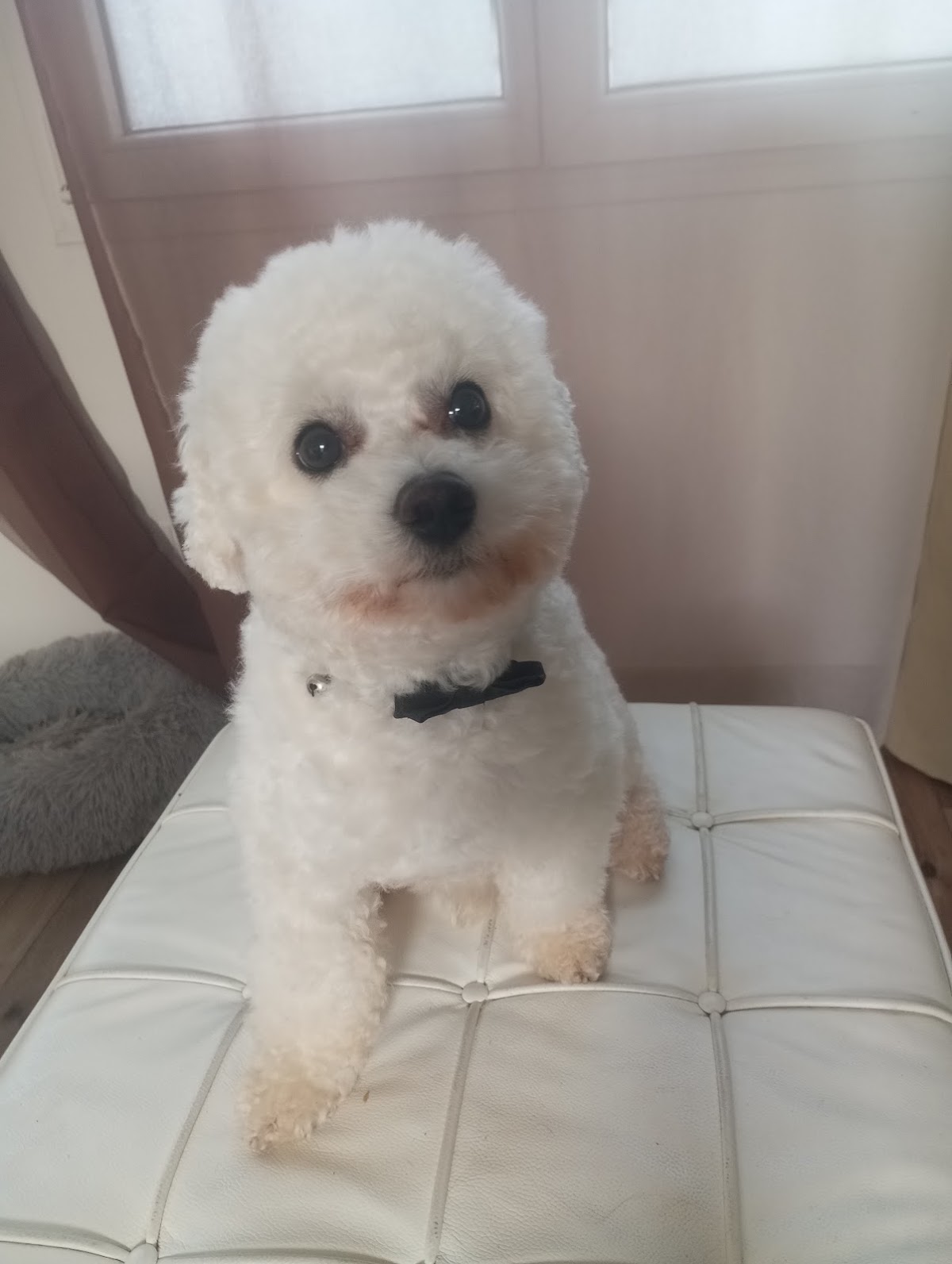 Coupe Canin Toilettage