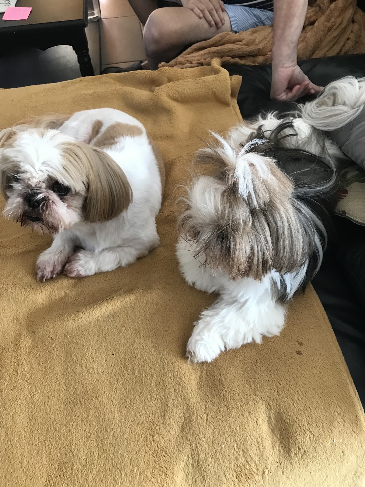 Aux Aristo-Chiens