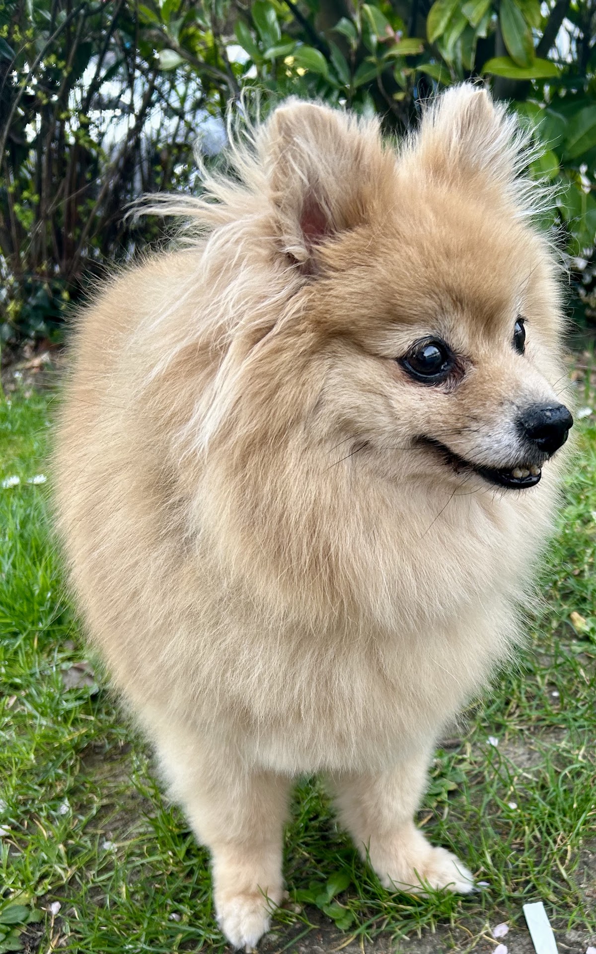 Cat and Dog