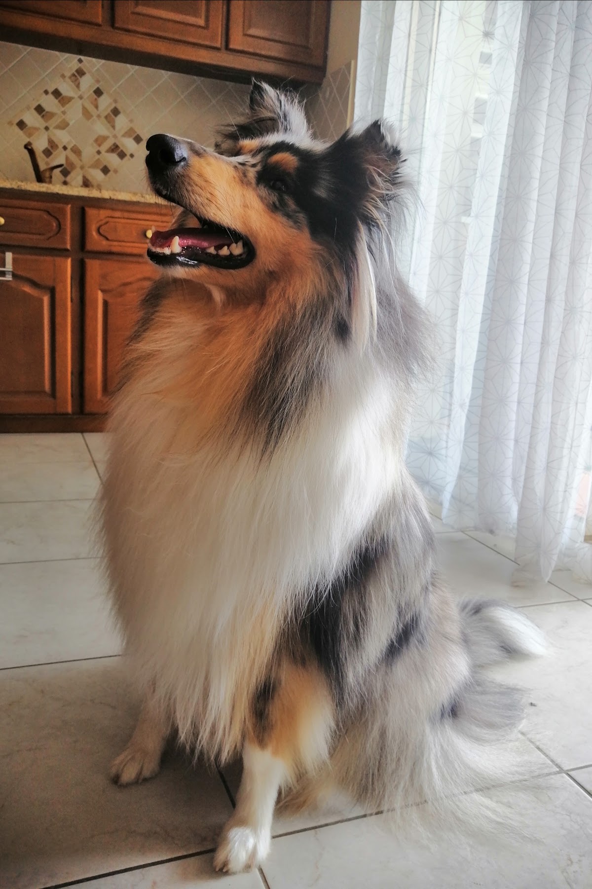 Au Chien Chic