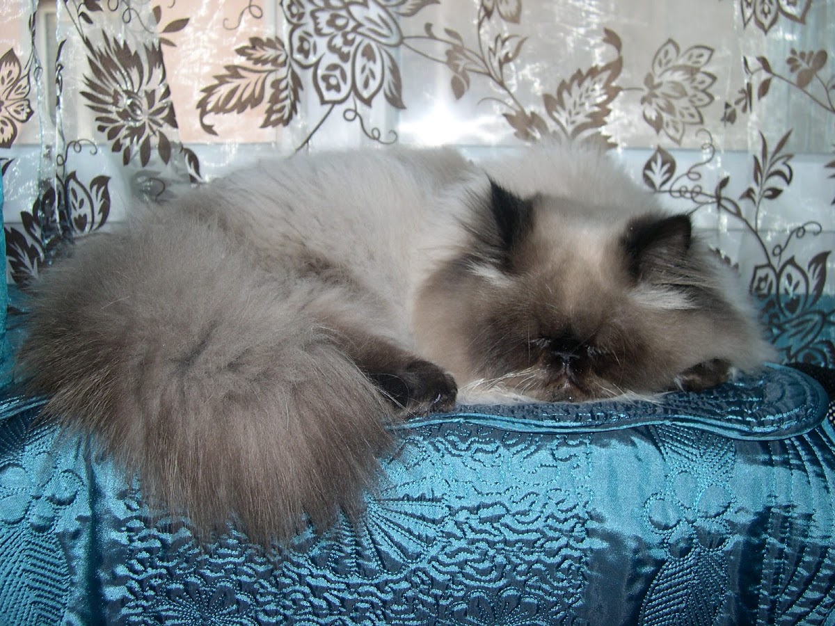 Toilettage Gelsso sur RDV - Chiens et Chats