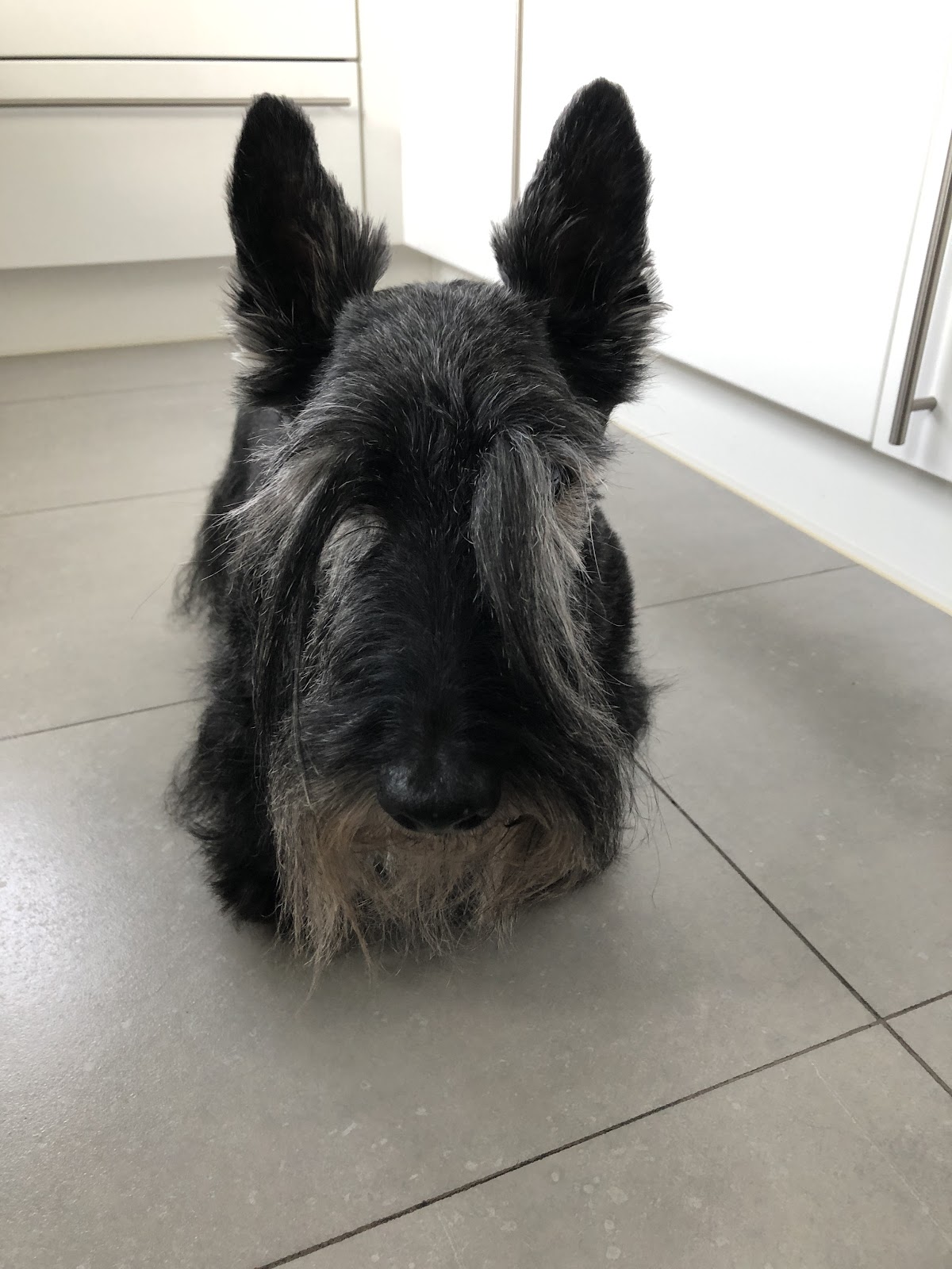 Le Chien Savant
