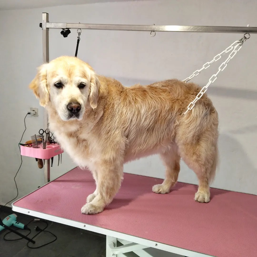 Les chiens d'Ambre