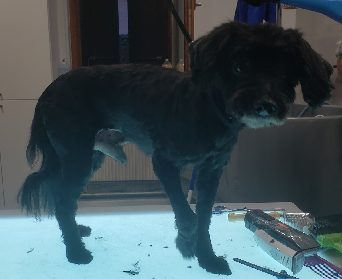 Oh my dog