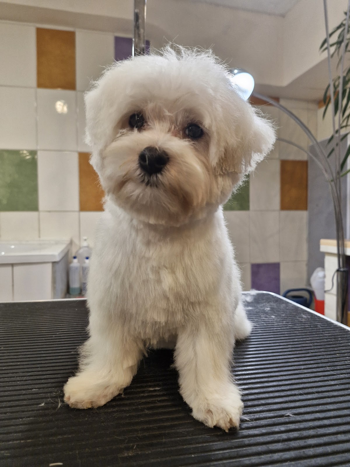 Toilettage Chiens et chats So Cut'e