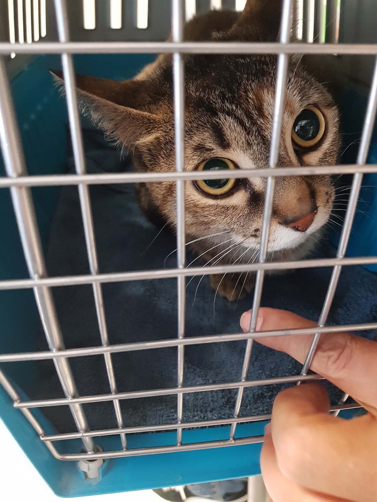 CLINIQUE VETERINAIRE MOLIERE - Dr Berranen