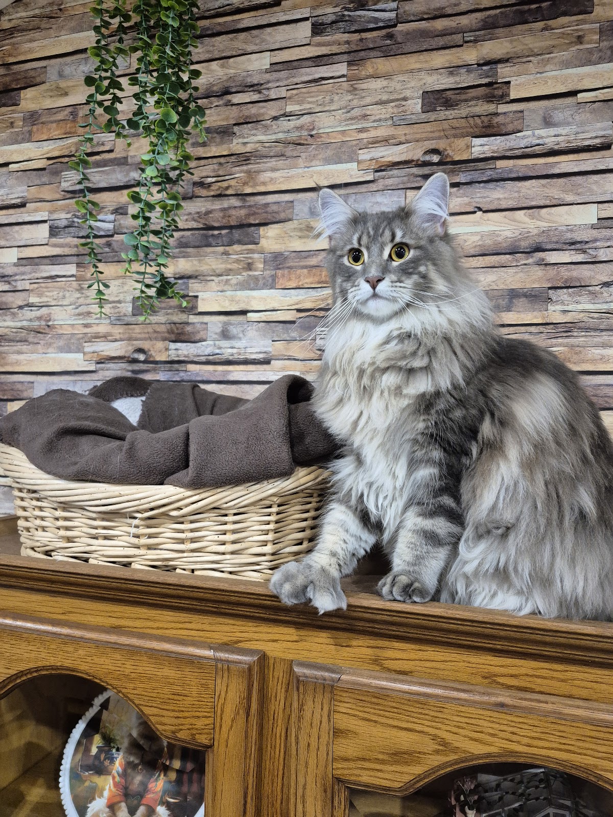 Le monde des patounes