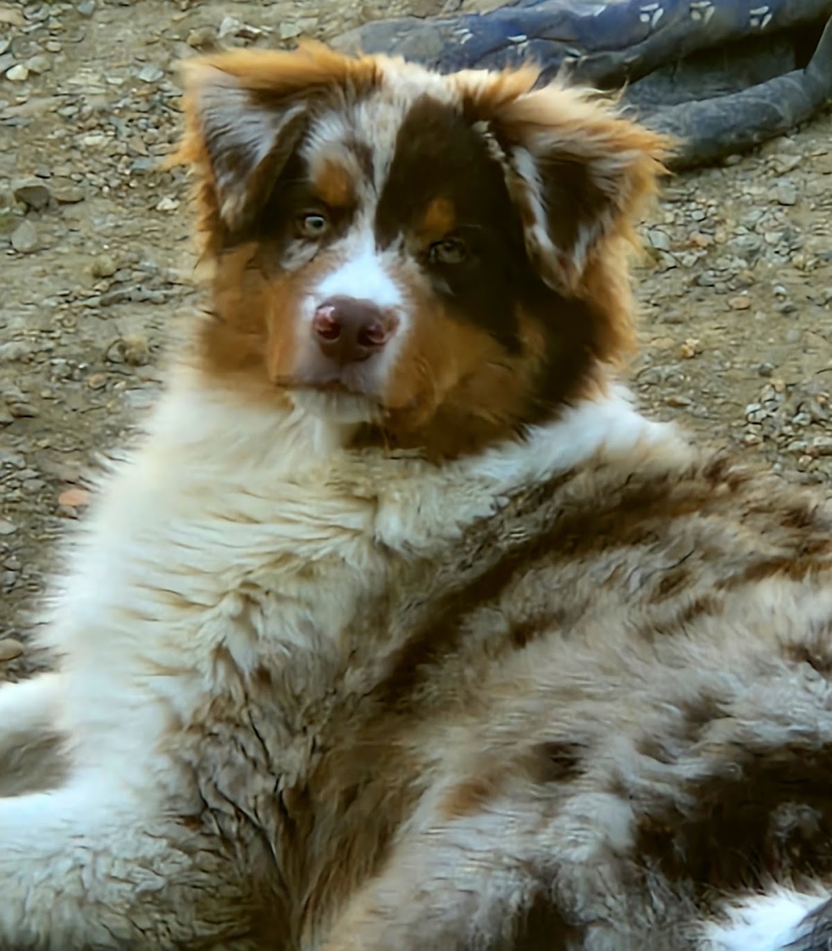Cabinet Veterinaire Du Lauragais