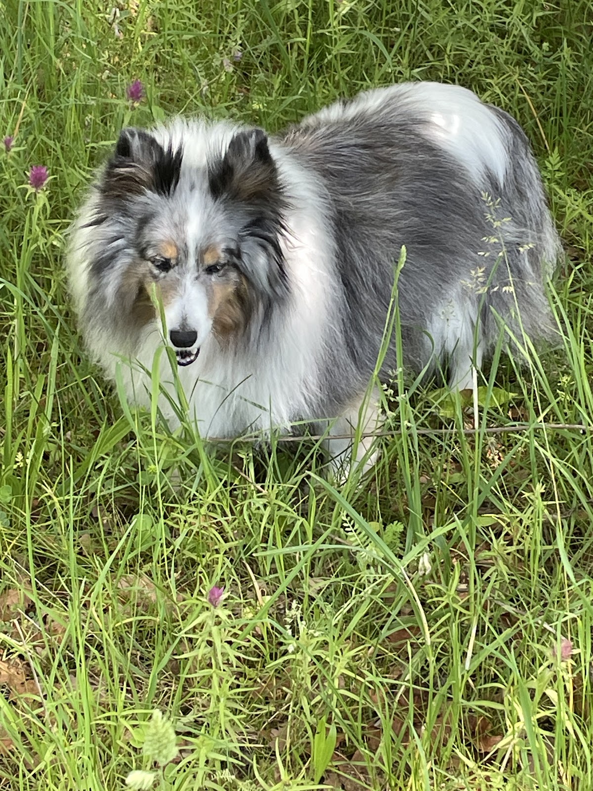 Clinique Veterinaire Du Marais