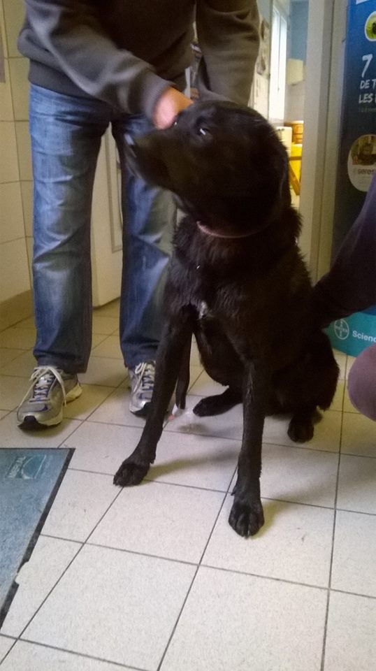 cabinet veterinaire selarl condor sante animale