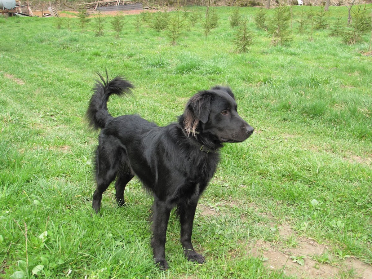 Clinique Veterinaire Mirabelle