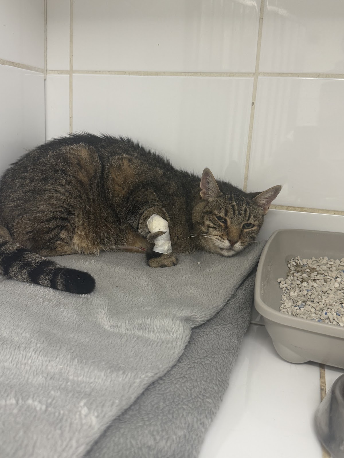 Clinique Veterinaire De L'etang