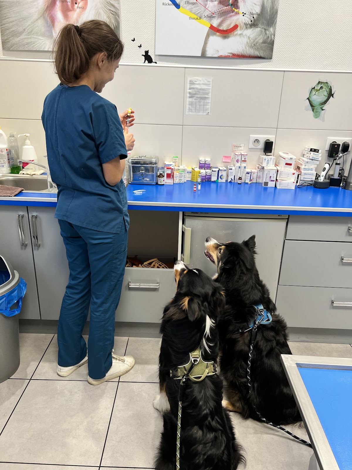 Clinique vétérinaire Drs. Muller et Klein