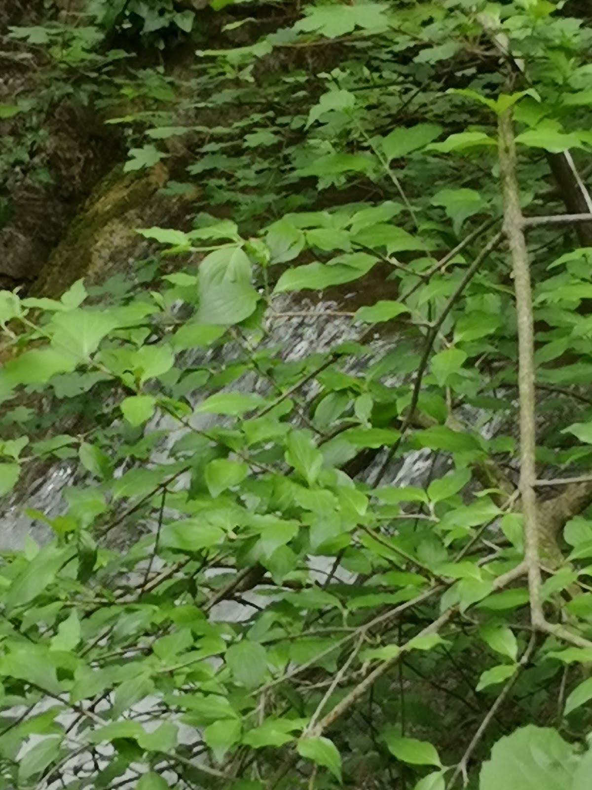 Clinique vétérinaire de la source