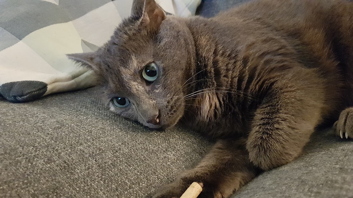 Cabinet vétérinaire du Dr Dabin