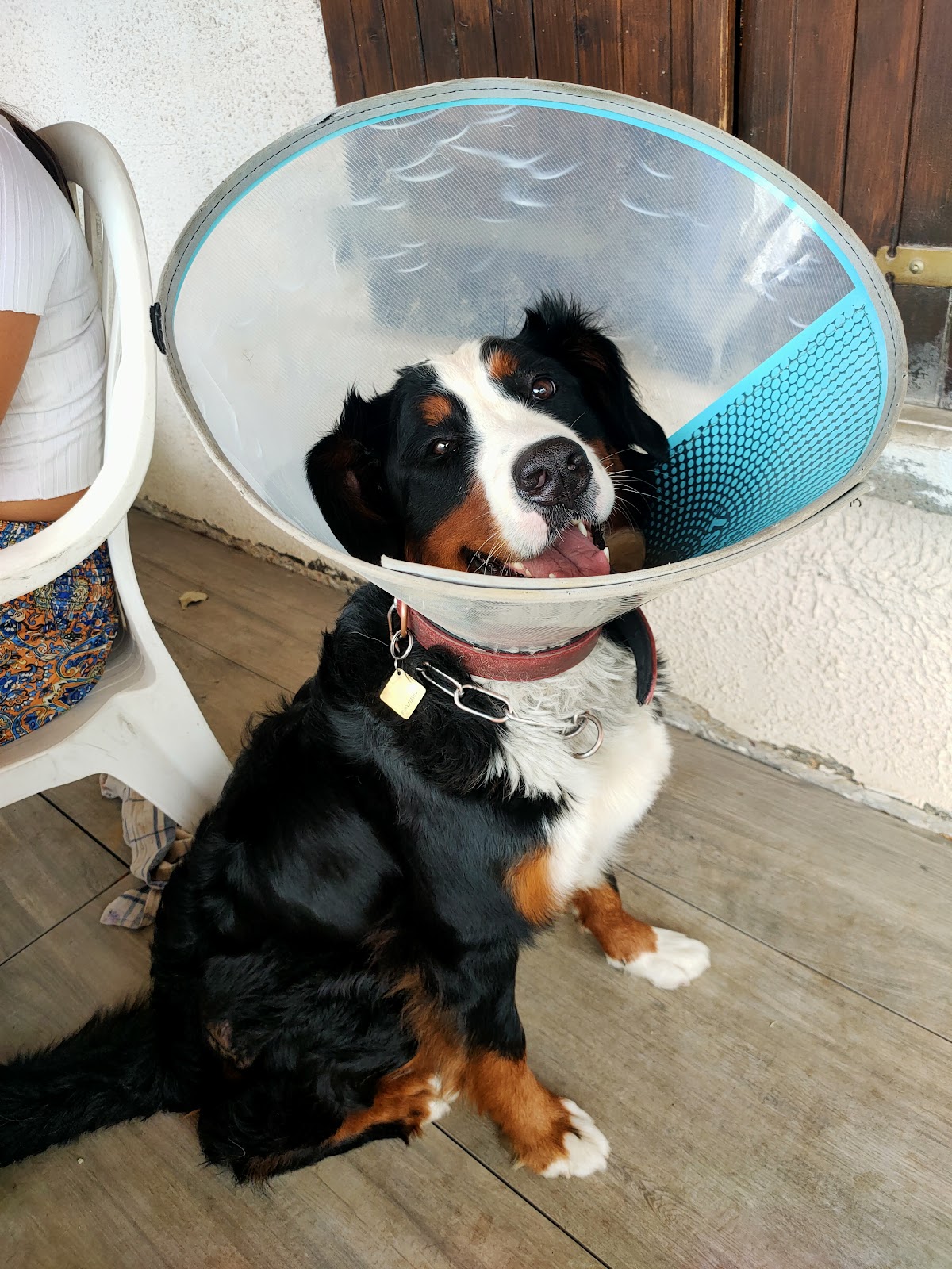 Vet Clinik