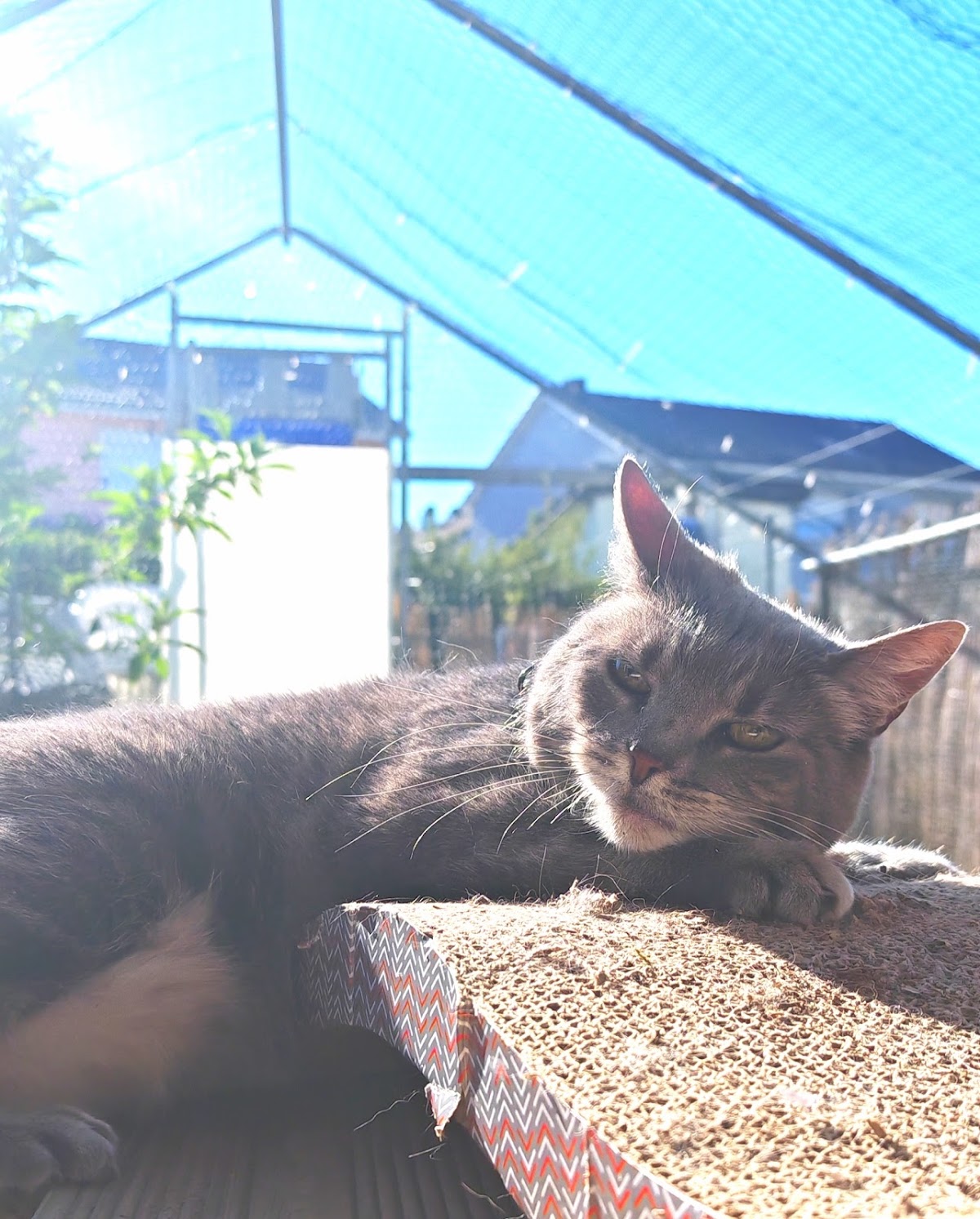 la bande à Cookie (pension pour chats)