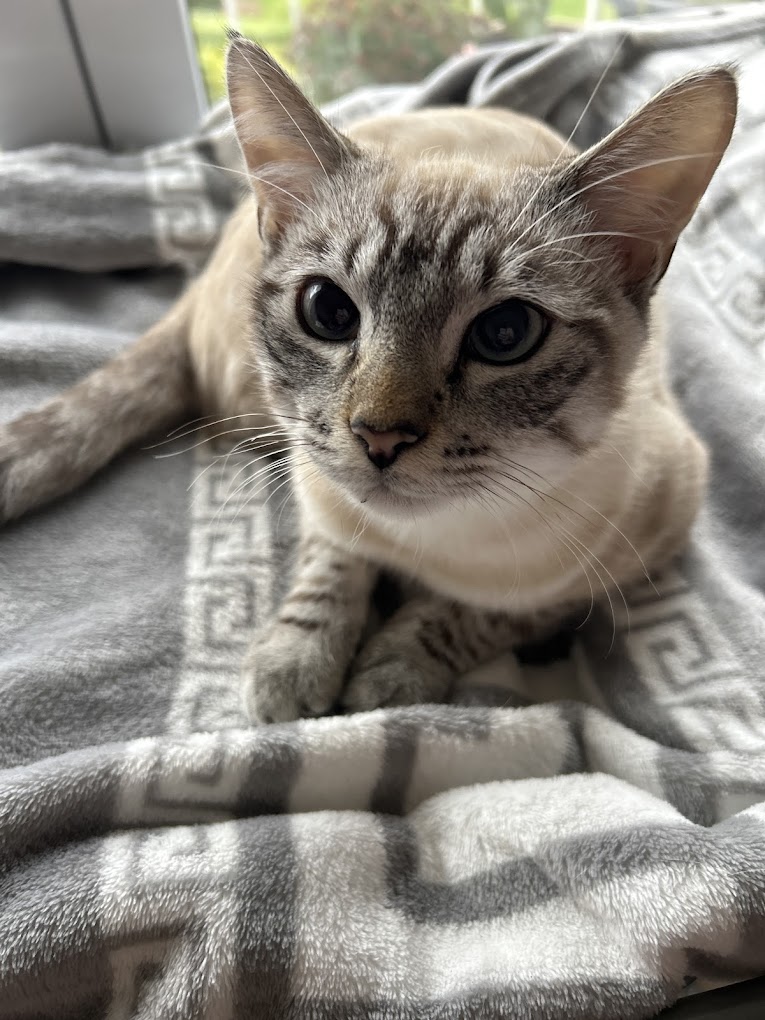 CLINIQUE VETERINAIRE DU PLESSIS