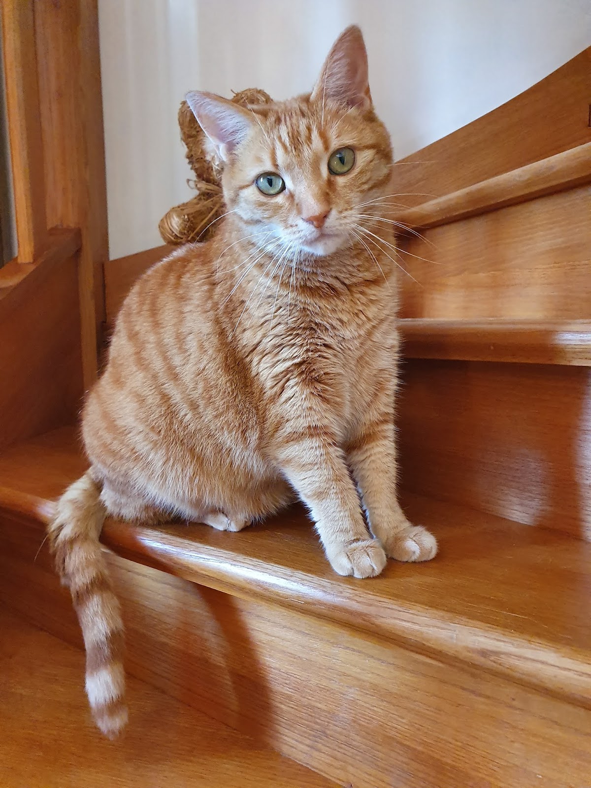 CLINIQUE VETERINAIRE PIERRE FLORENCE