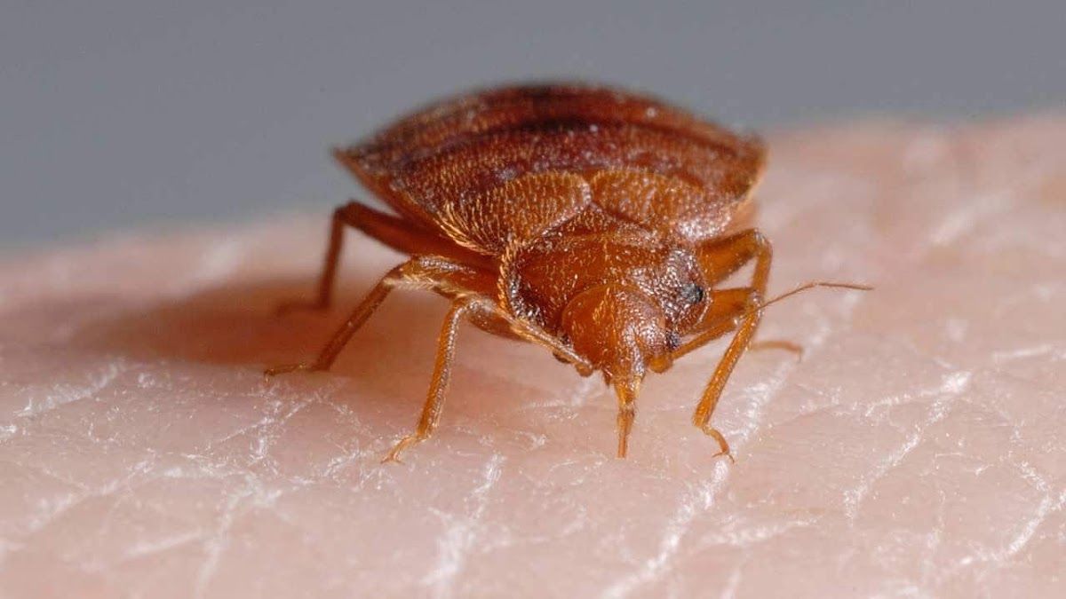 Anti Punaise De Lit - Exterminateur Punaise Certifié