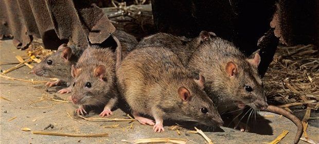 Les Experts Désinfection Nuisible