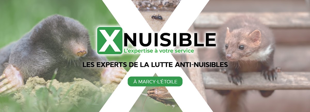 Xnuisible - Expert de la Lutte Anti Nuisibles (69)