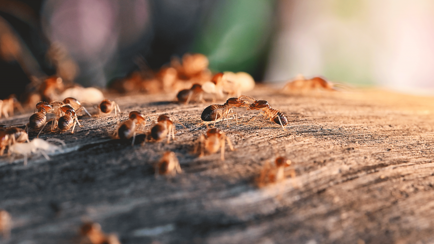 Termites & Cie - traitement termites