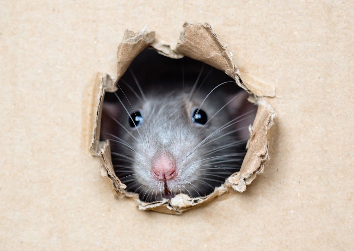 Aquitaine Nuisibles By LGH Médoc Désinfection Désinsectisation Dératisation Lacanau Lesparre Médoc rats souris guêpes frelons