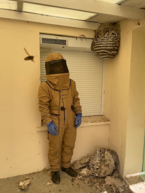 L'artisan dératiseur Pornic - Guêpe, frelon, rat, souris, taupe, puce, punaise de lit